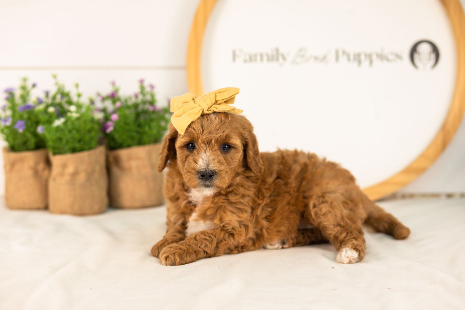 Sky goldendoodle for sale.jpg