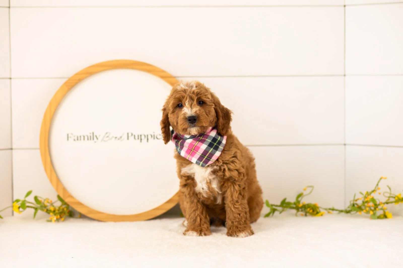 Sunny Goldendoodle for sale(1).jpg