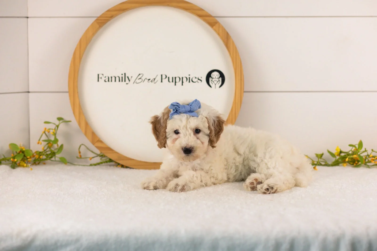 Marcia goldendoodle for sale(2).jpg