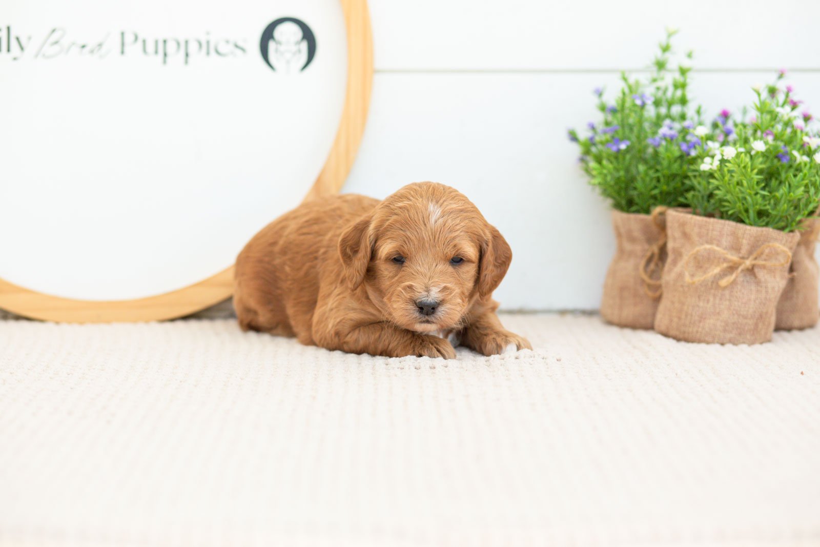 Stormy golendoodle for sale(1).jpg