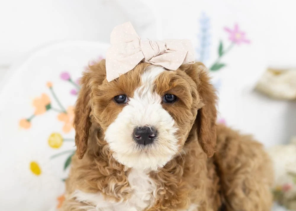 Dennis 1-17-26 Brenda 6. 11oz-3.jpg