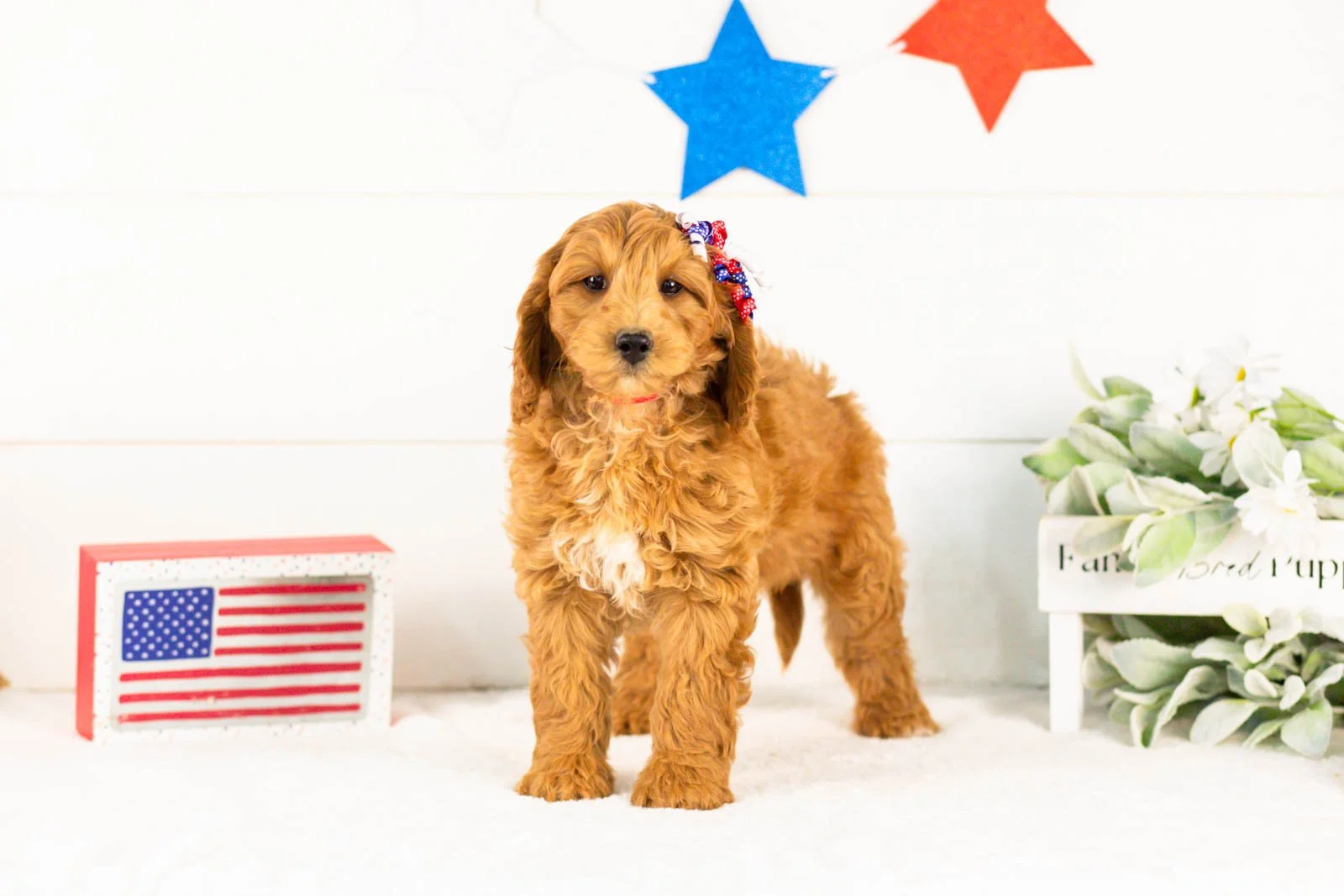 Pam goldendoodle for sale.jpg