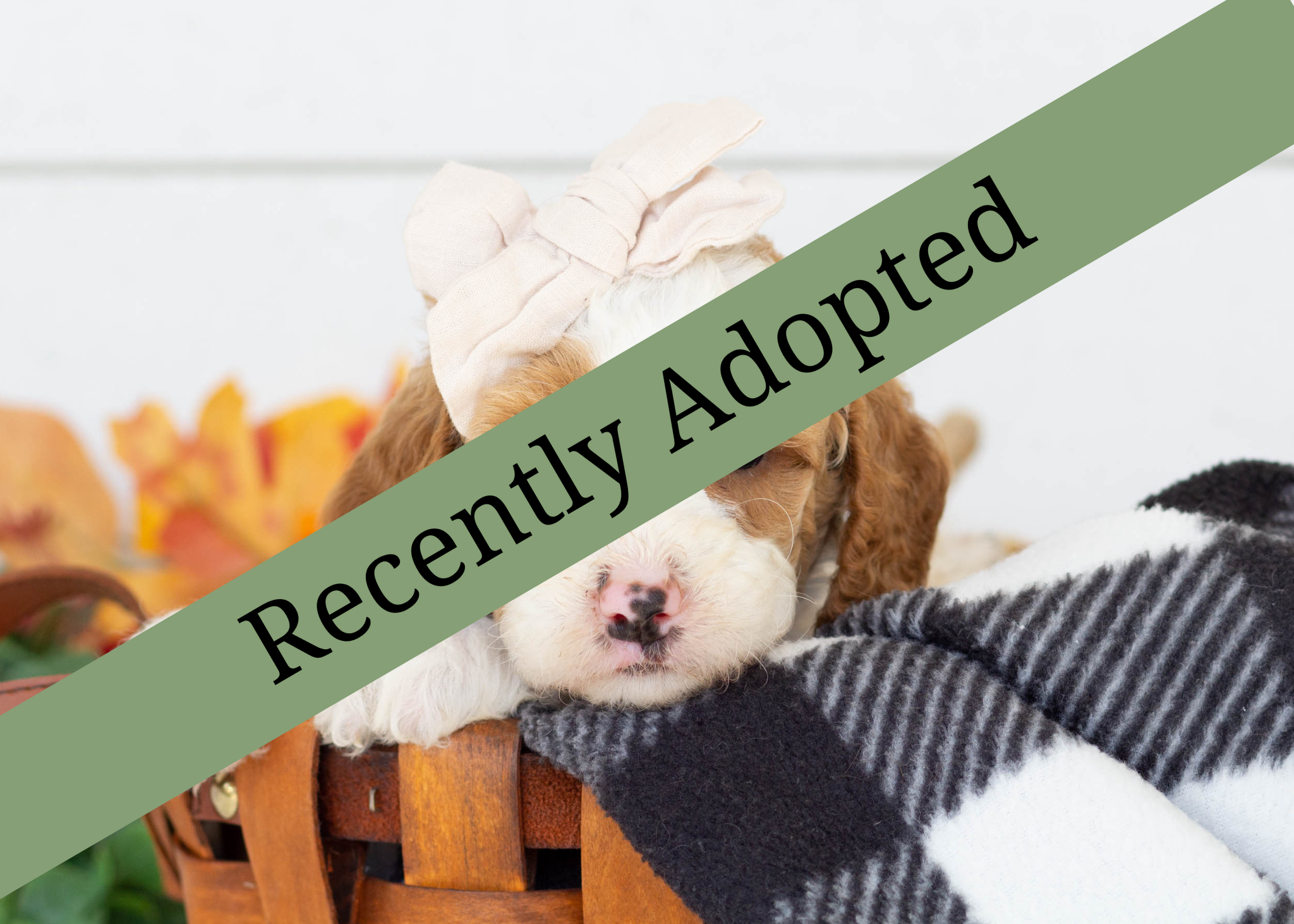 goldendoodle for sale