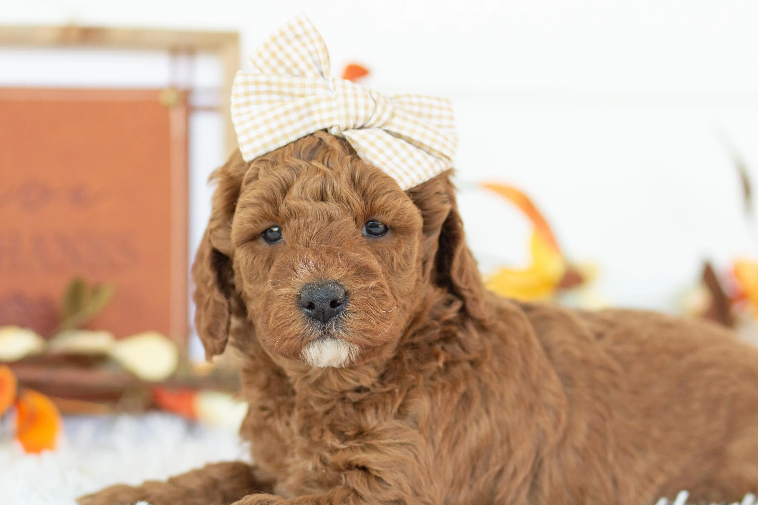 capri goldendoodle for sale.jpg