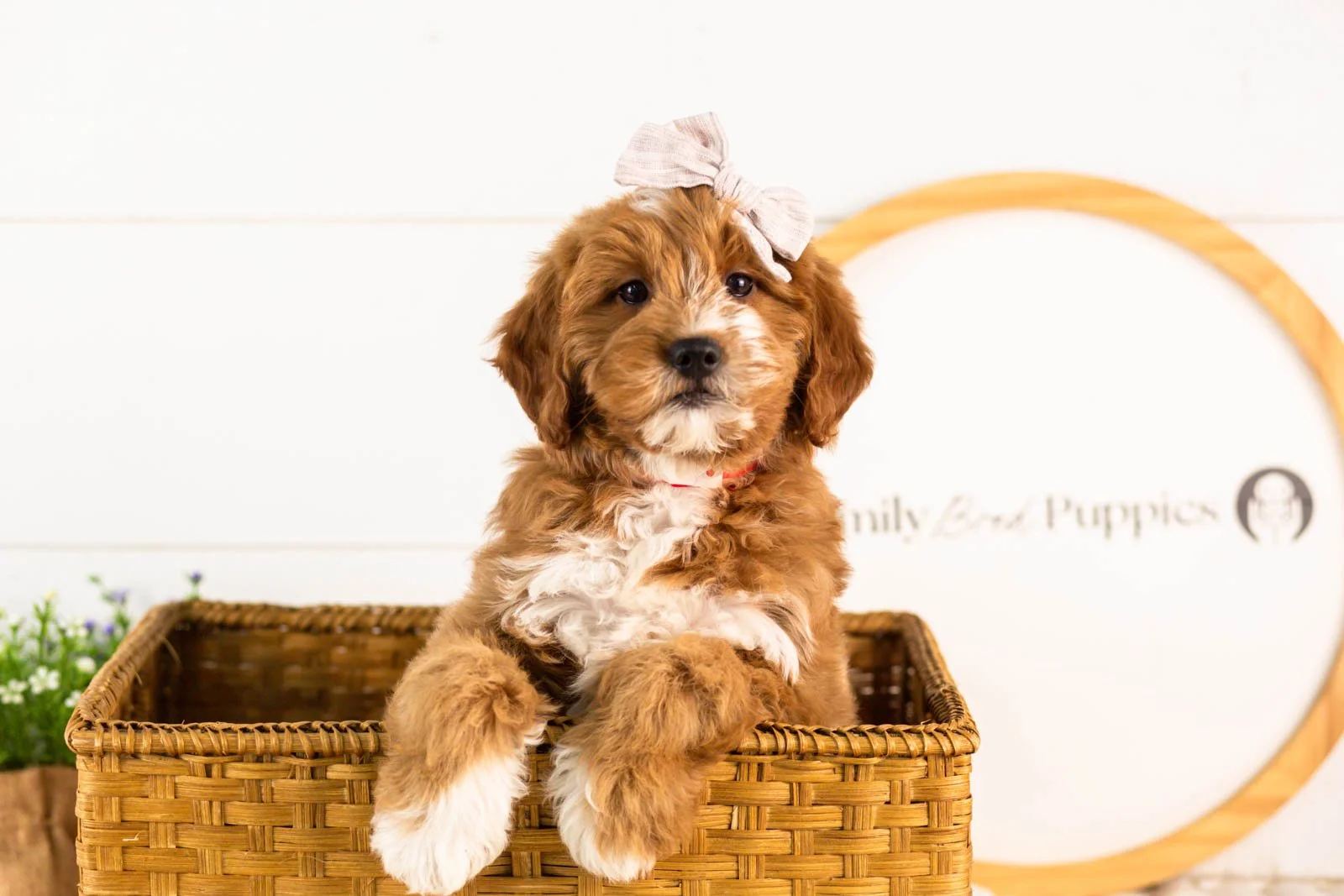 goldendoodle for sale