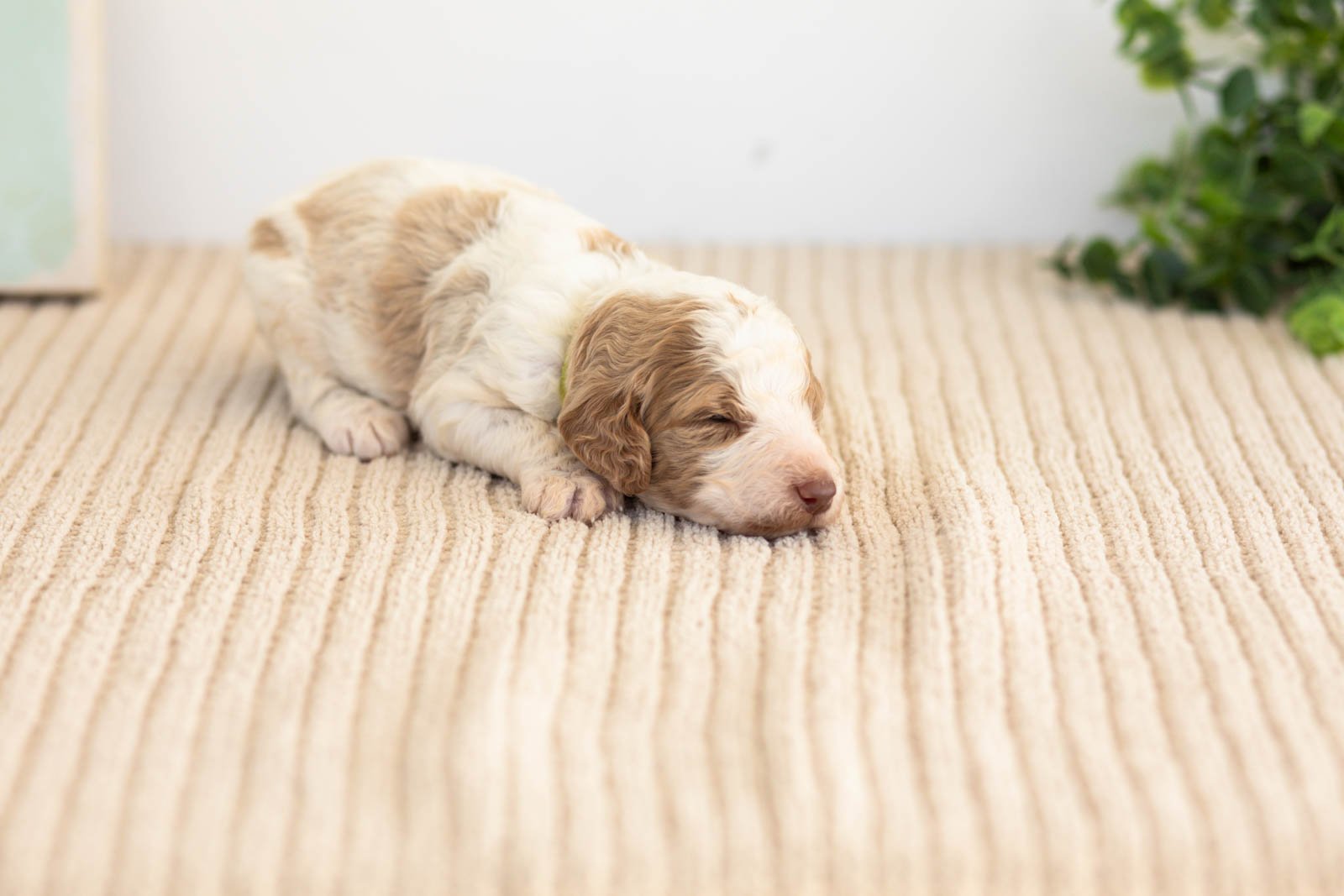 Brooks goldendoodle for sale.jpg