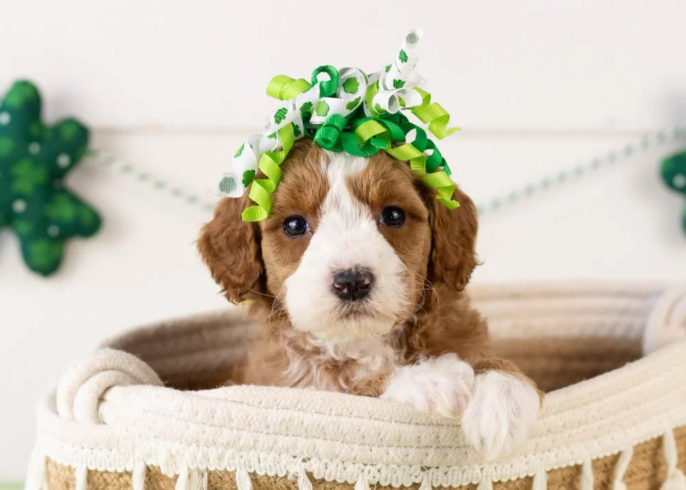 Brenda goldendoodle for sale.jpg