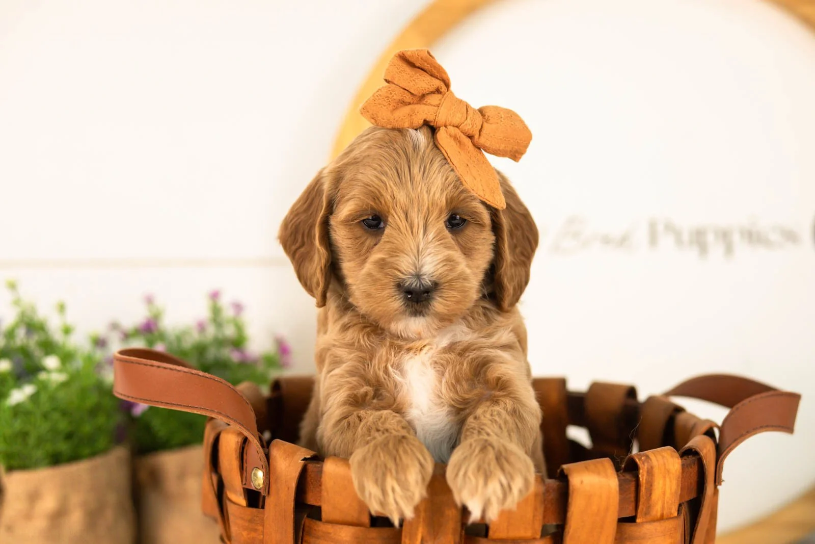 Rain goldendoodle for sale(4).jpg