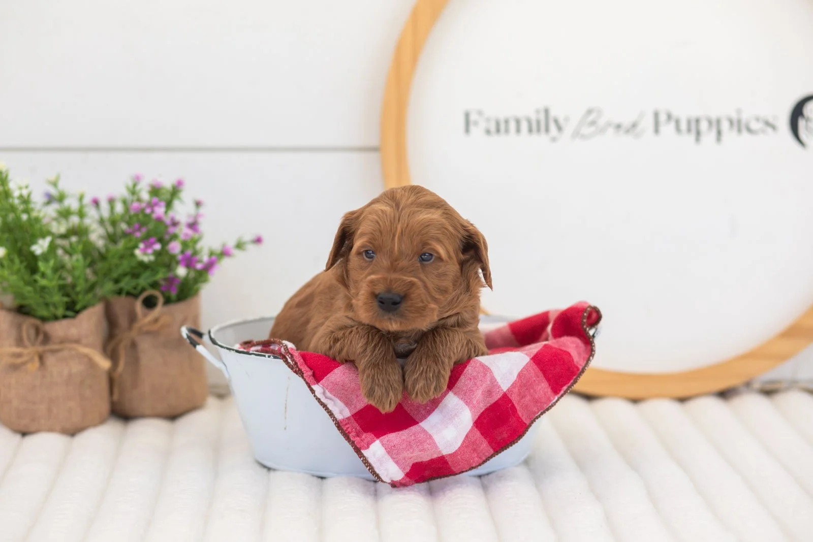 molly goldendoodle for sale(4).jpg