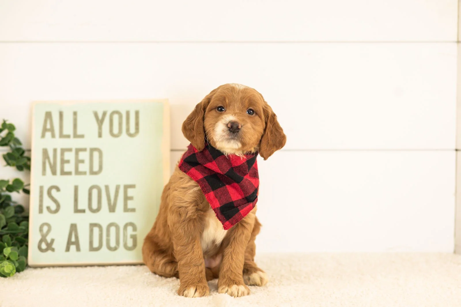 Marley goldendoodle for sale(1).jpg