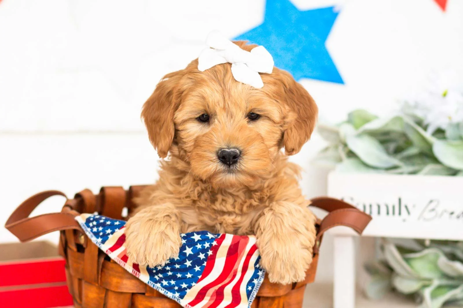 edith goldendoodle for sale(2).jpg