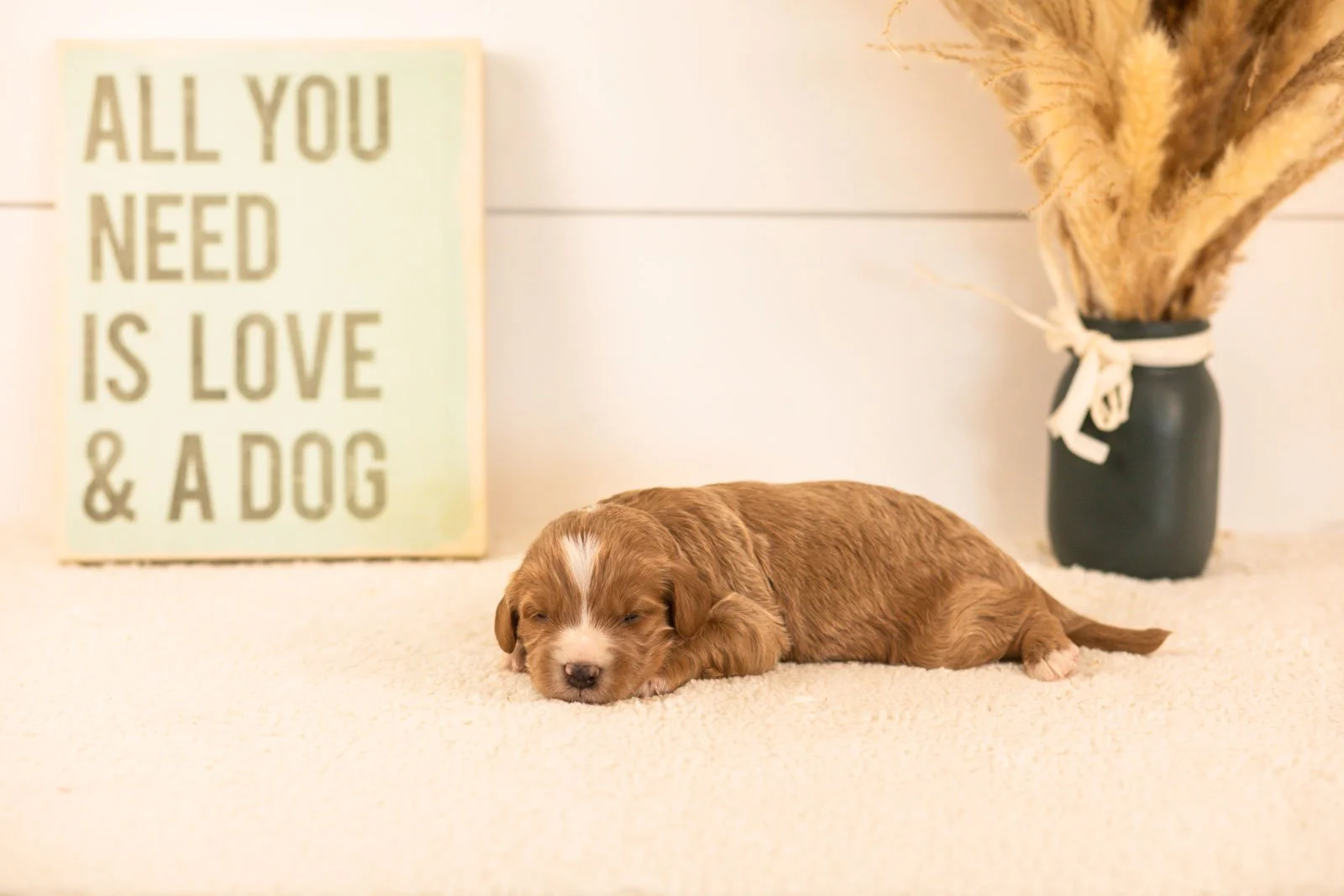 westley goldendoodle for sale.jpg