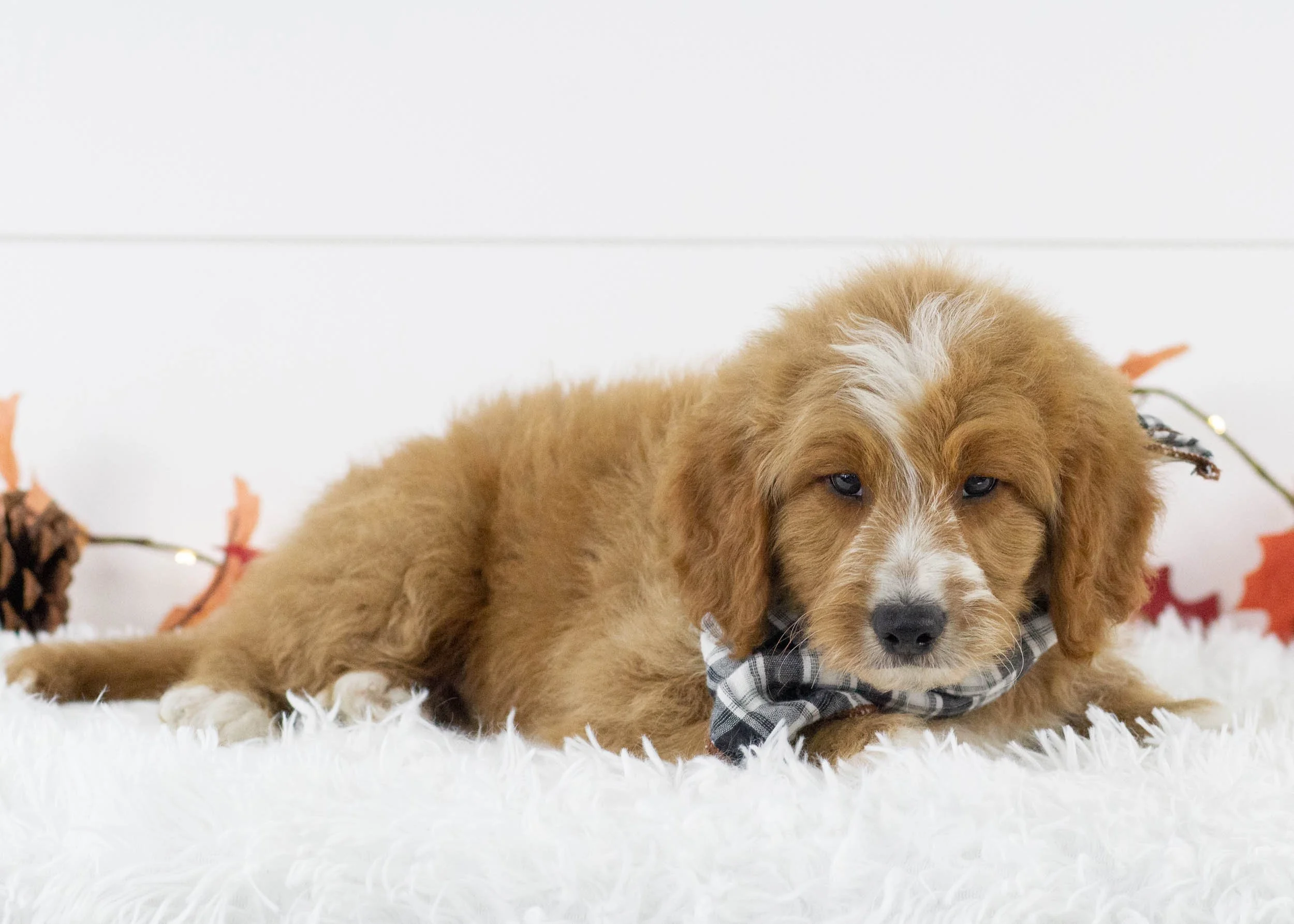 Eagle goldendoodle for sale.jpg
