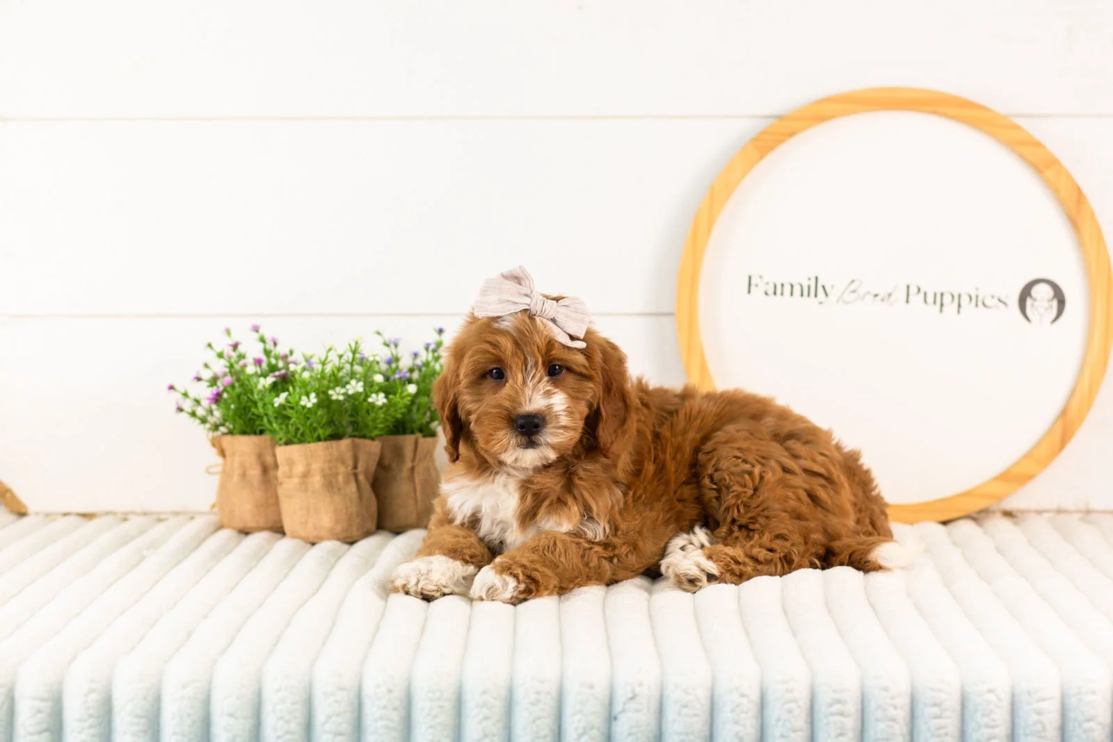 Lynette goldendoodle for sale.jpg