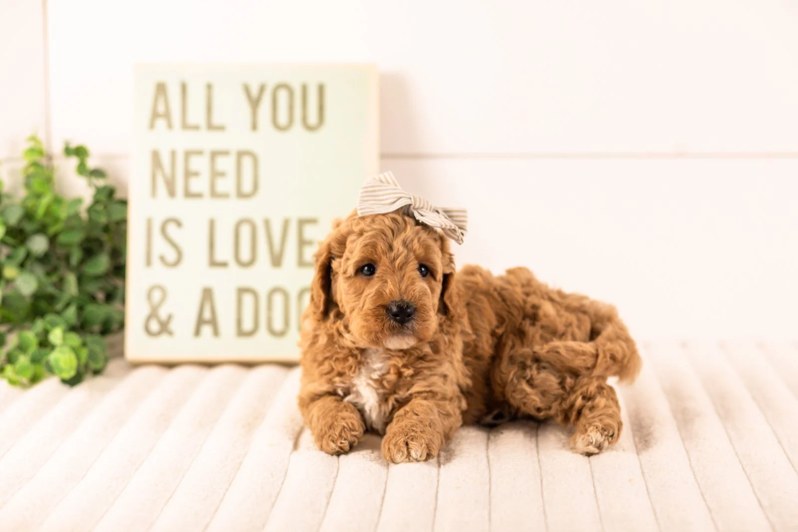 Ikia goldendoodle for sale.jpg