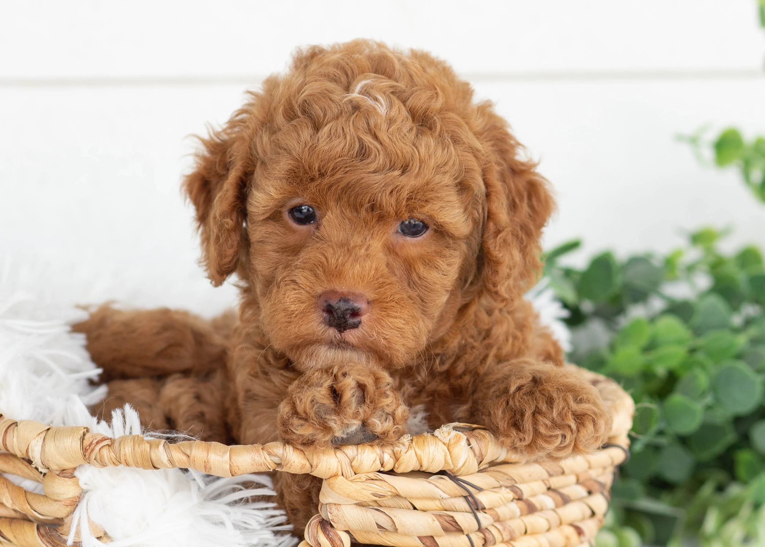 Maxwell Goldendoodle For Sale.jpg