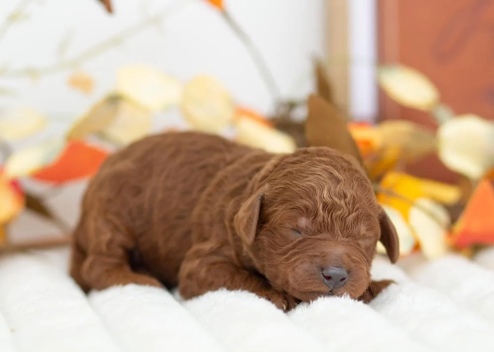 Santa Goldendoodle for sale(2).jpg