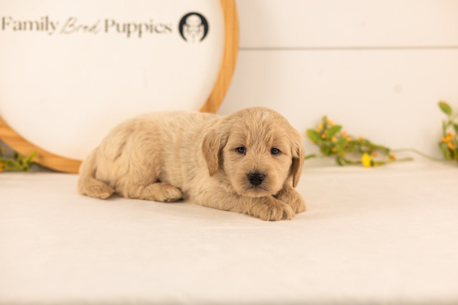 Chip goldendoodle for sale(1).jpg