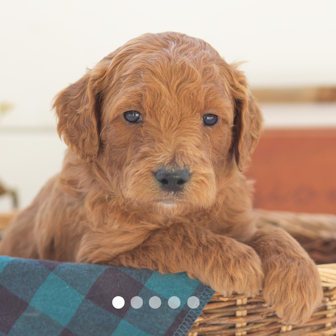 Copy of FBP Design.png