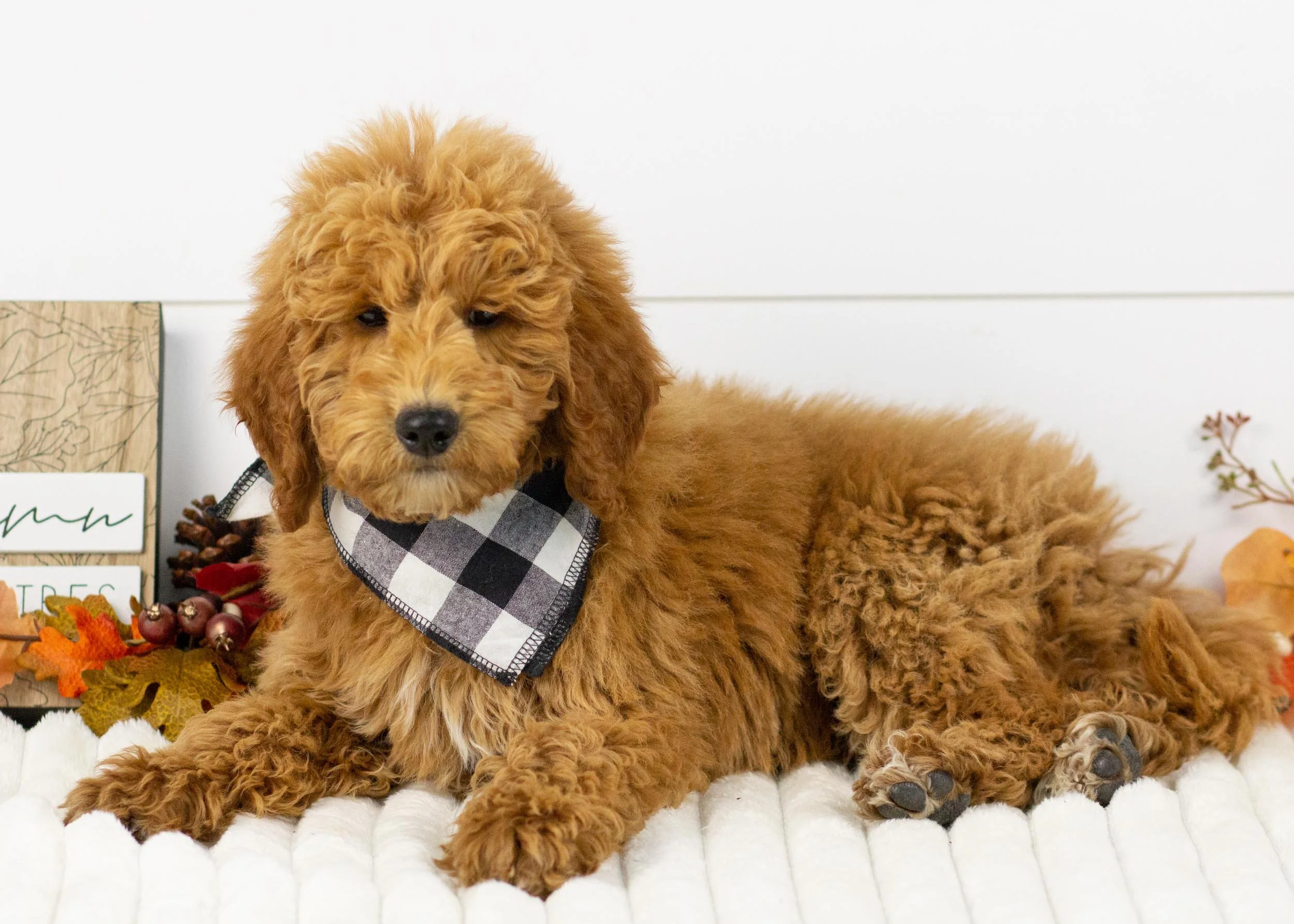 Bunker goldendoodle for sale(1).jpg