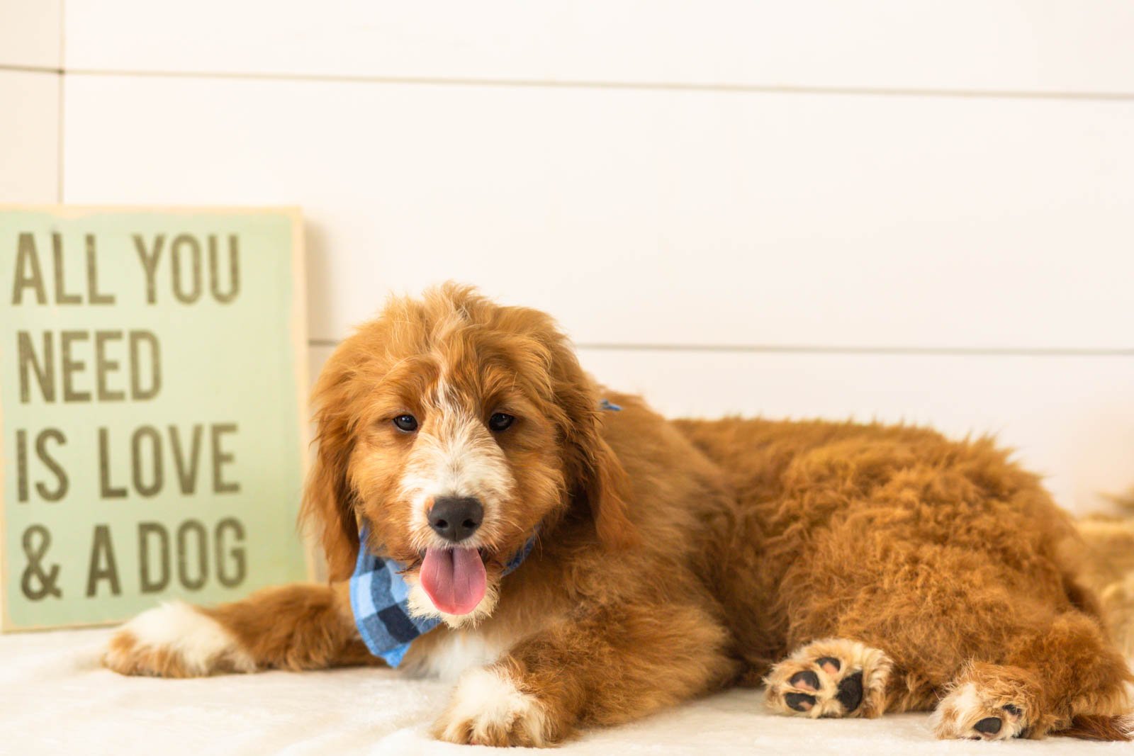 Gruyere goldendoodle for sale(1).jpg