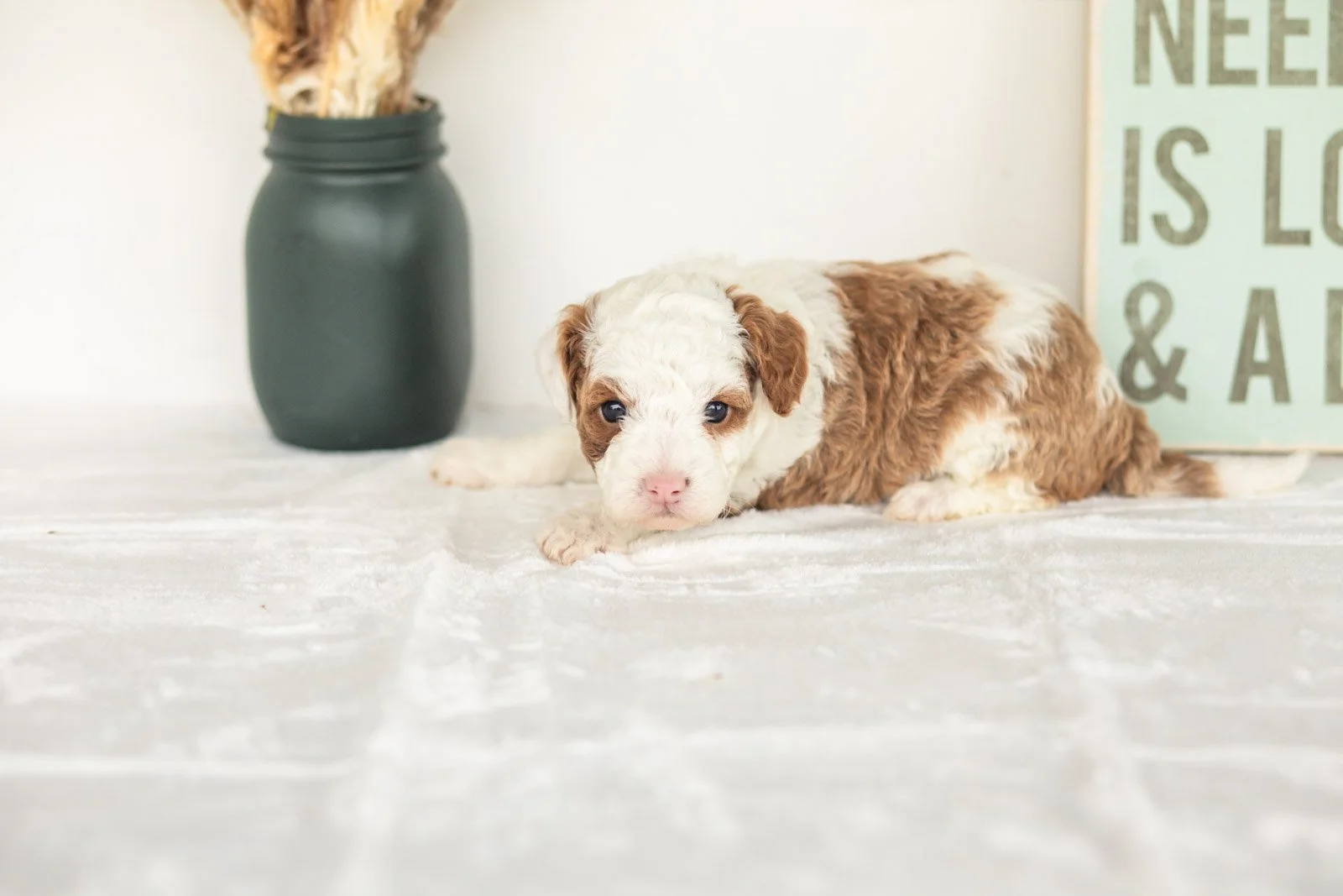 Wonton goldendoodle for sale(3).jpg