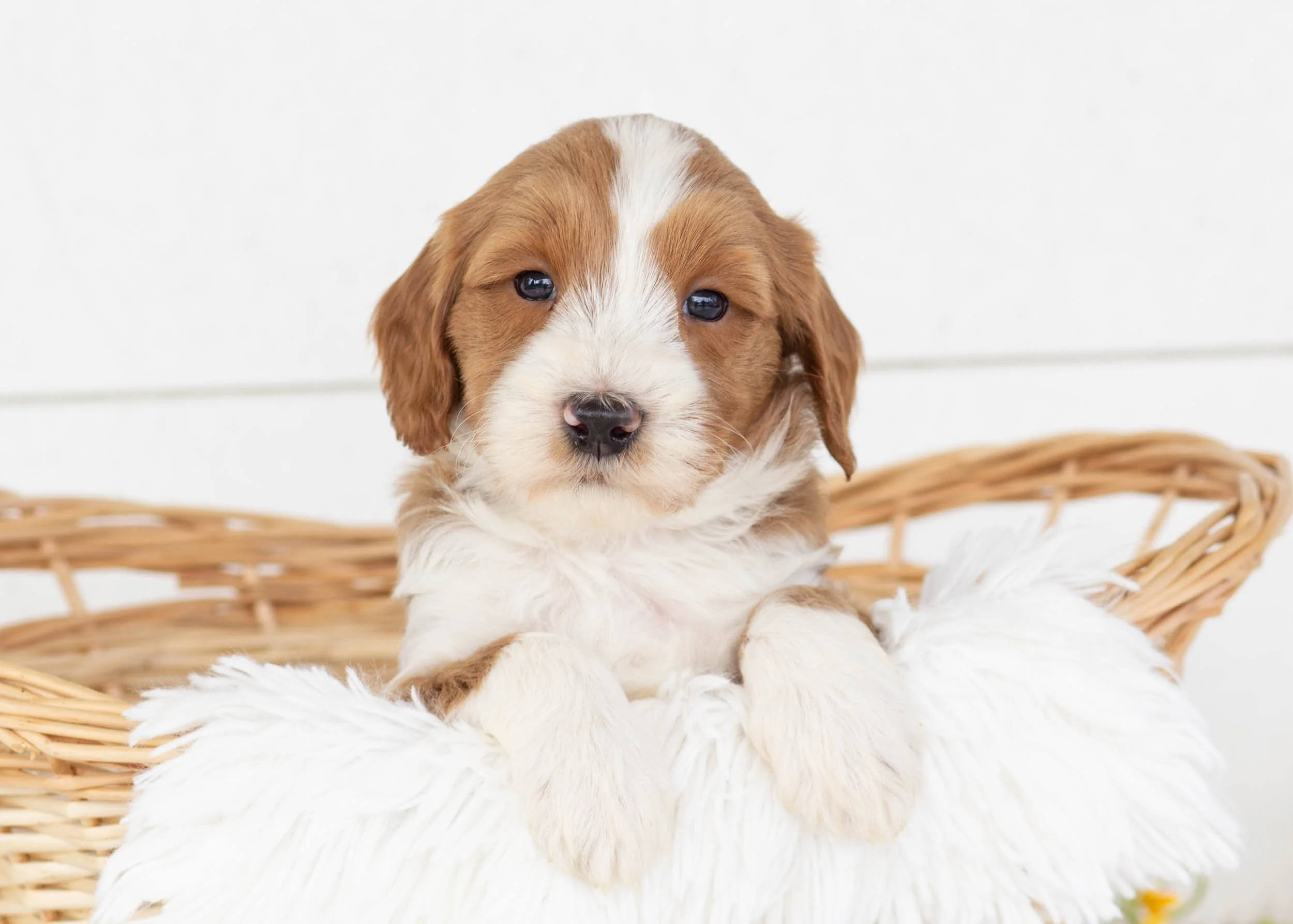 Corn Dog Goldendoodle for sale.jpg