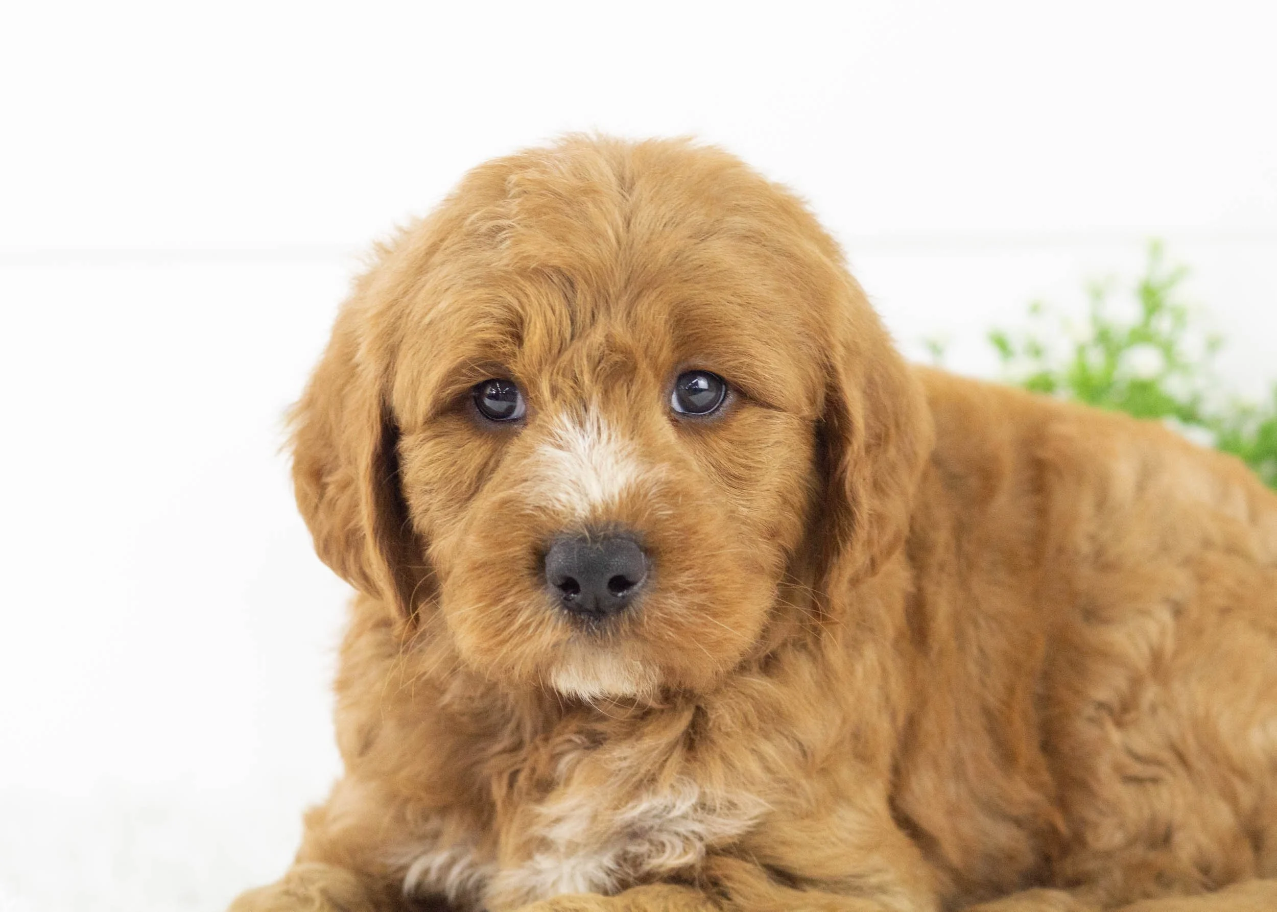 Cardinal goldendoodle for sale.jpg