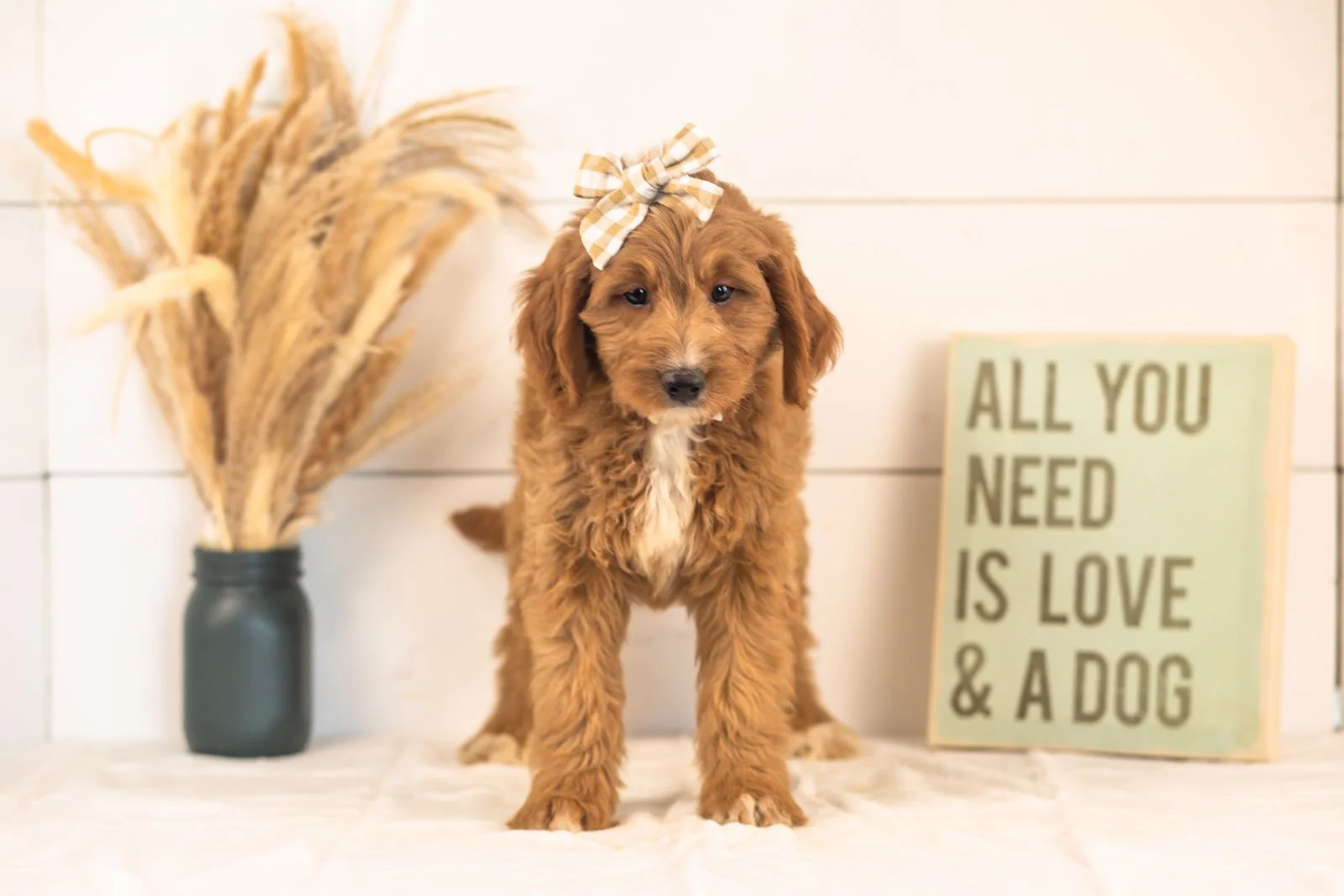 Veah goldendoodle for sale(4).jpg