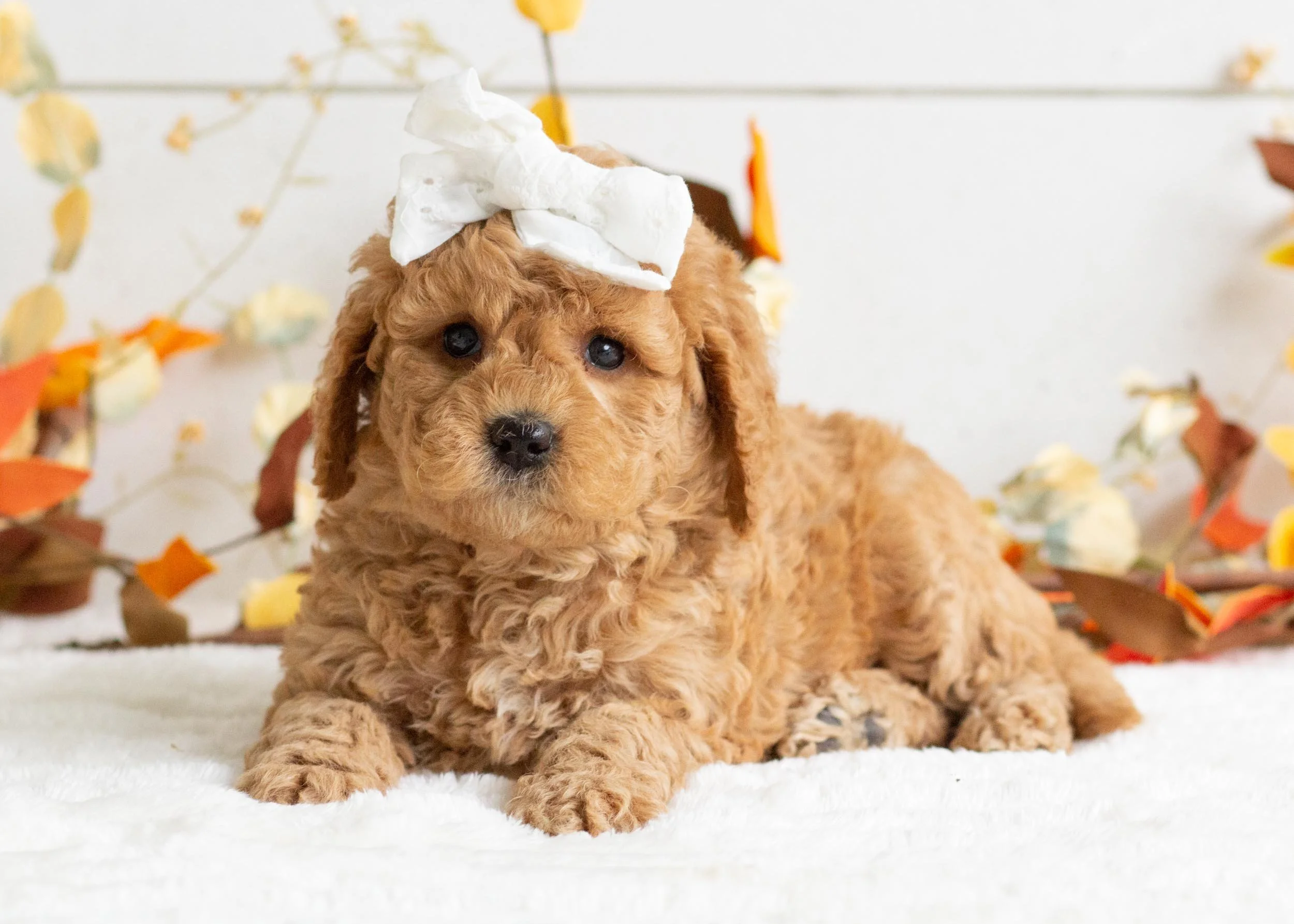 Bella goldendoodle for sale(1).jpg