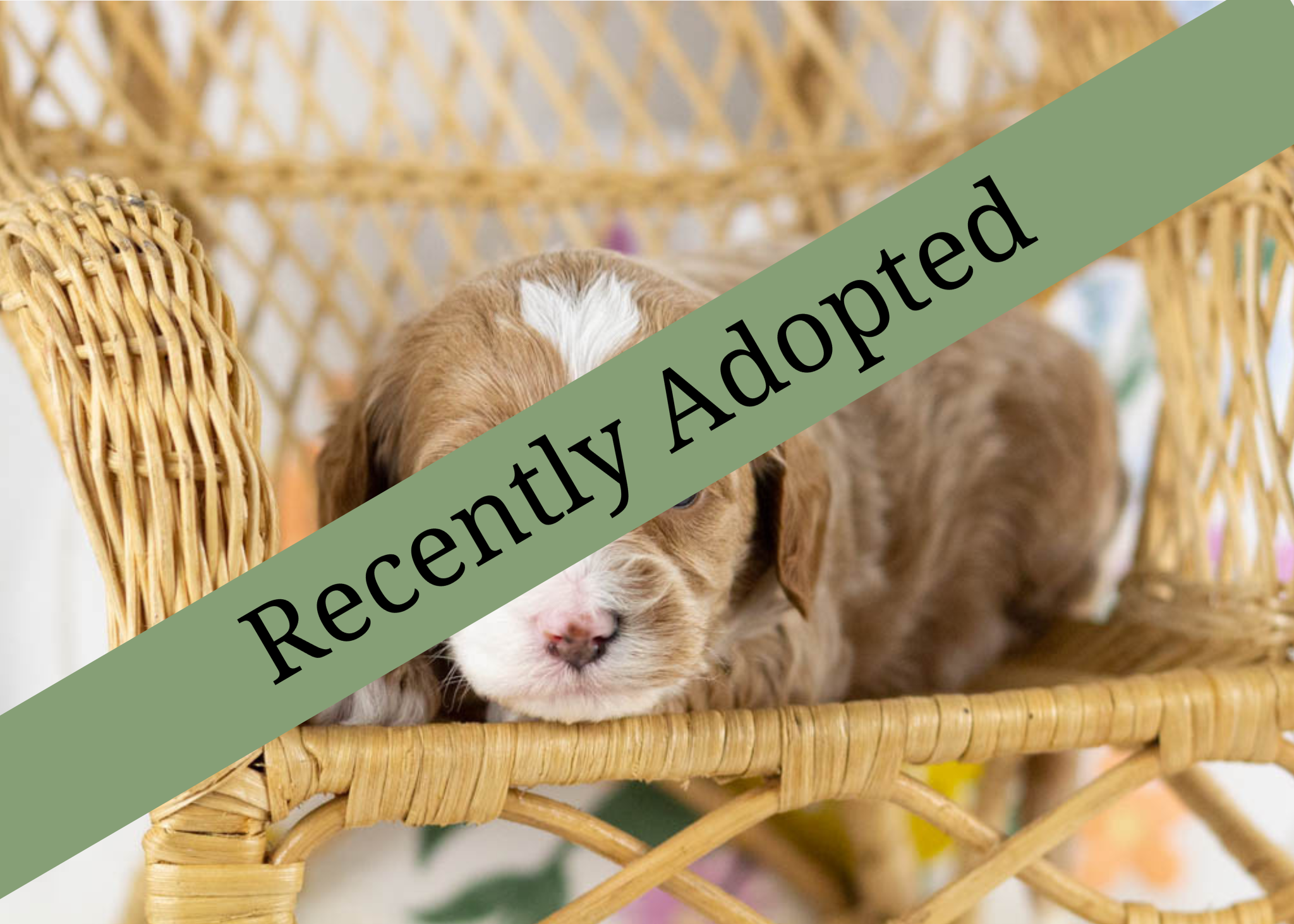 goldendoodle for sale