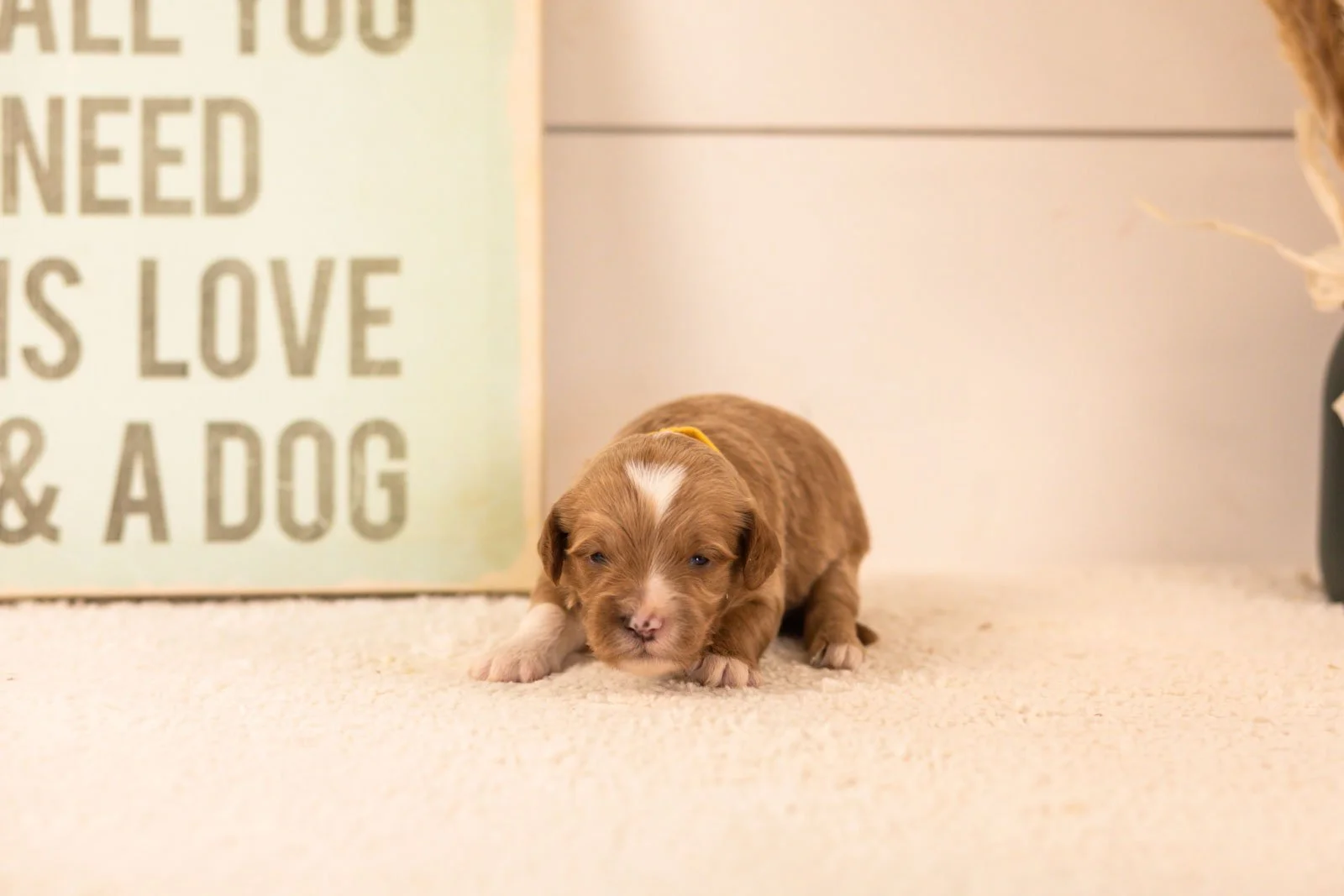 mariners goldendoodle for sale(4).jpg