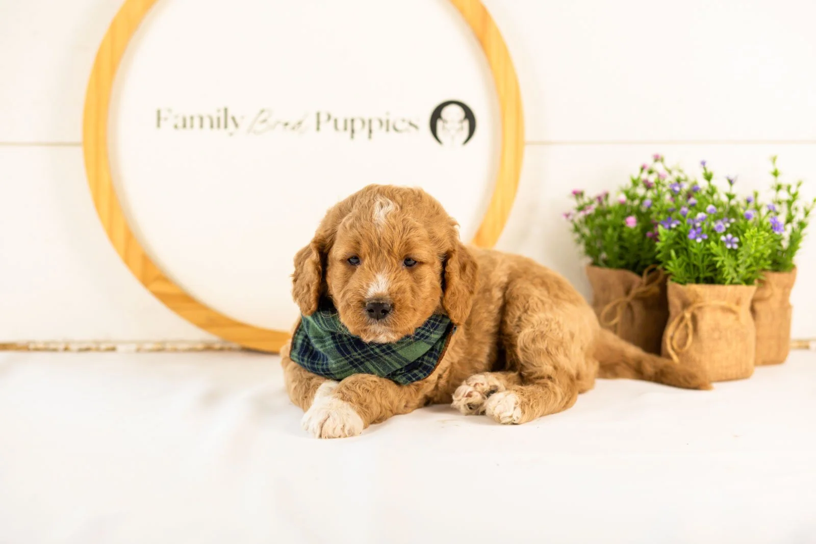 Brie goldendoodle for sale_.jpg
