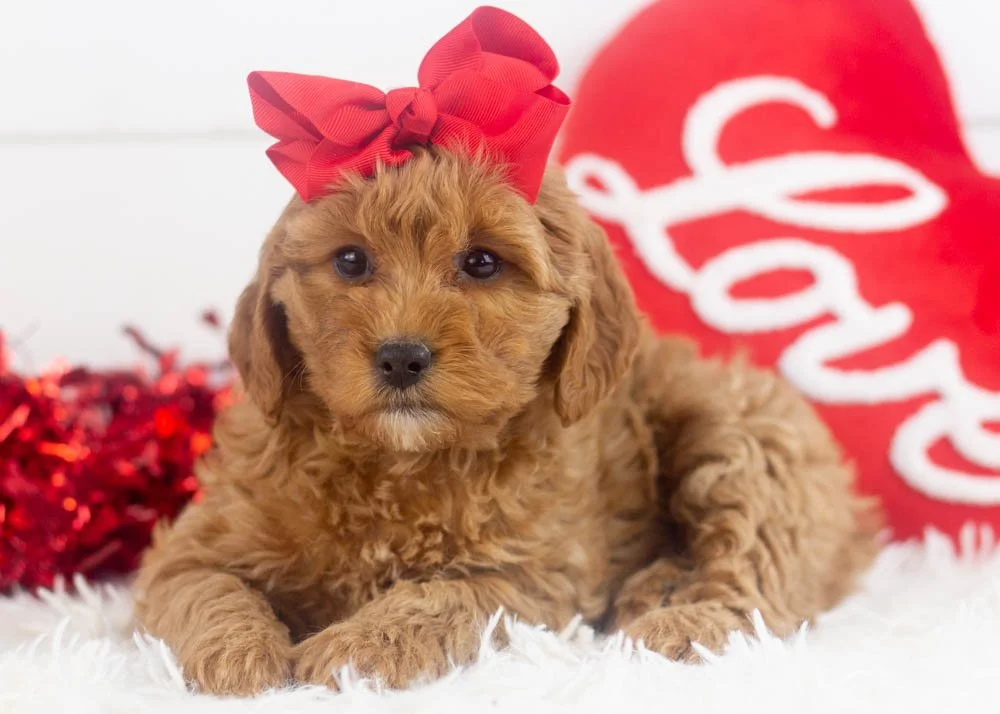 Carol goldendoodle for sale.jpg