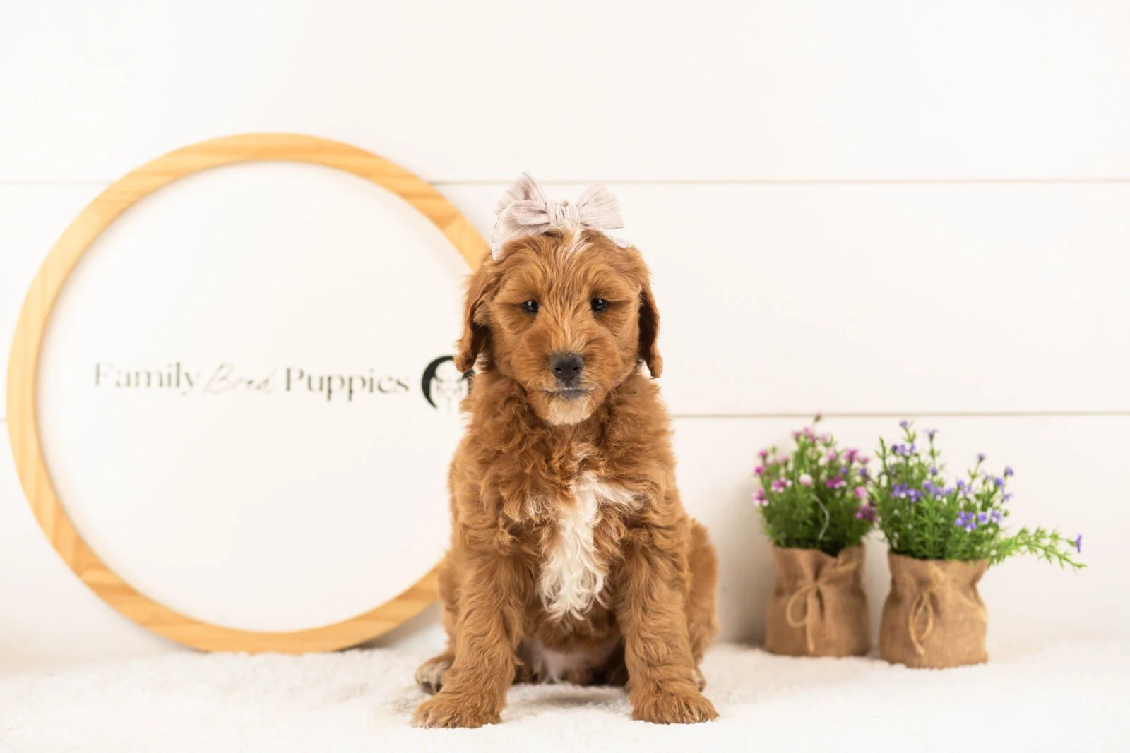 Rosalind goldendoodle for sale(1).jpg