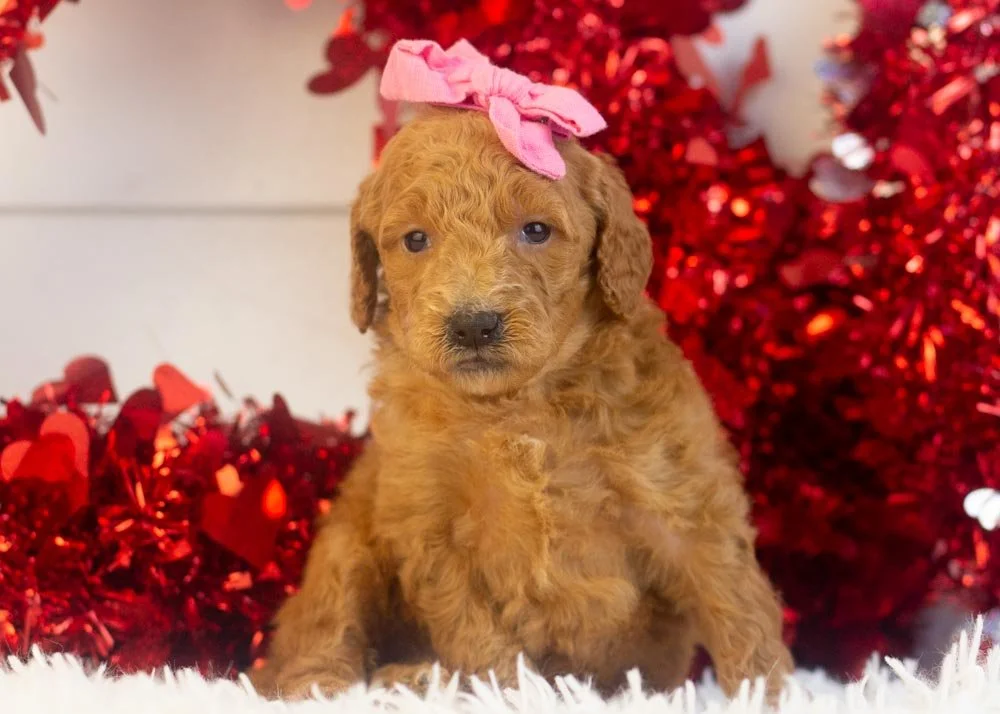 Lillian goldendoodle for sale(1).jpg