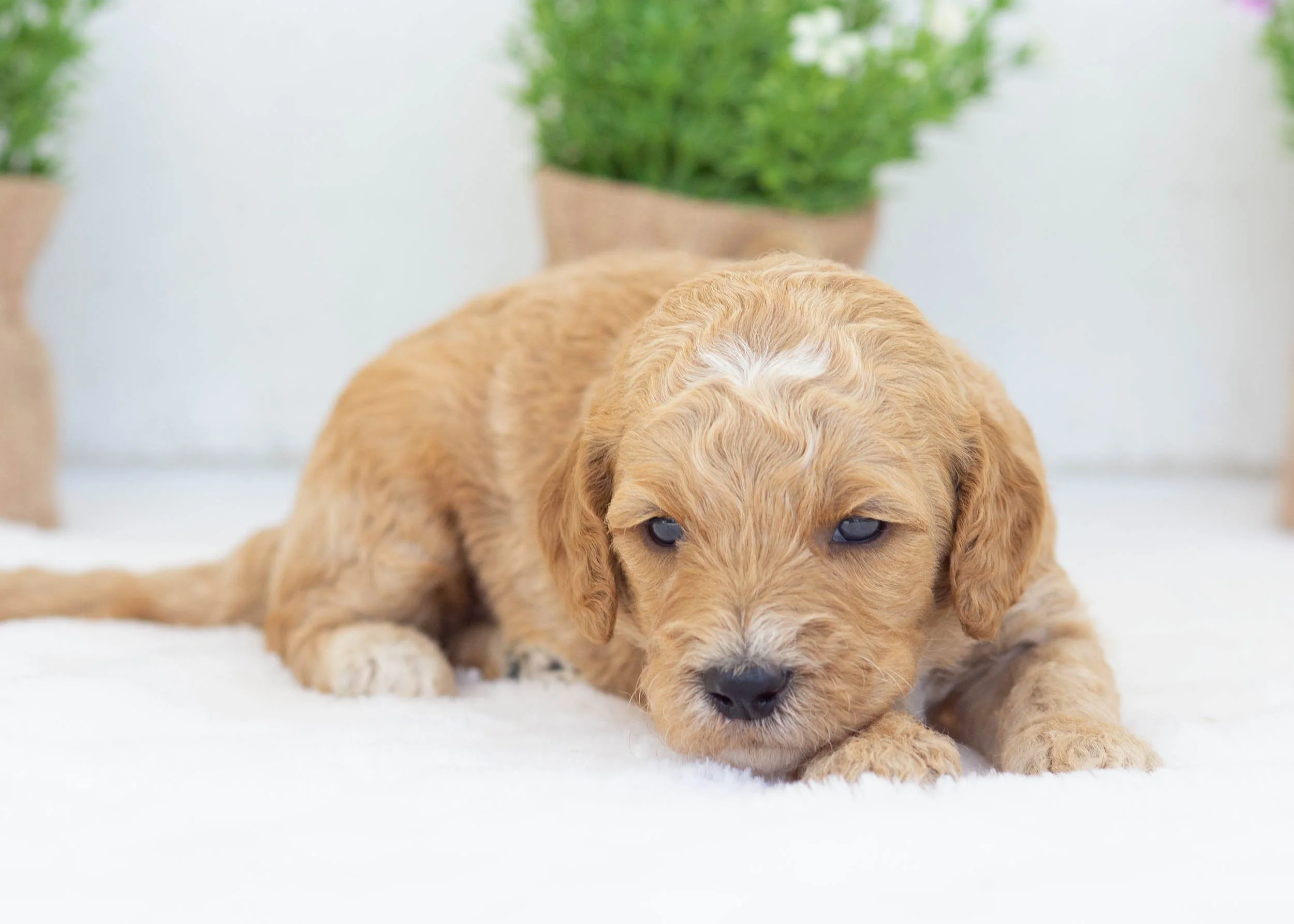 Par goldendoodle for sale(1).jpg
