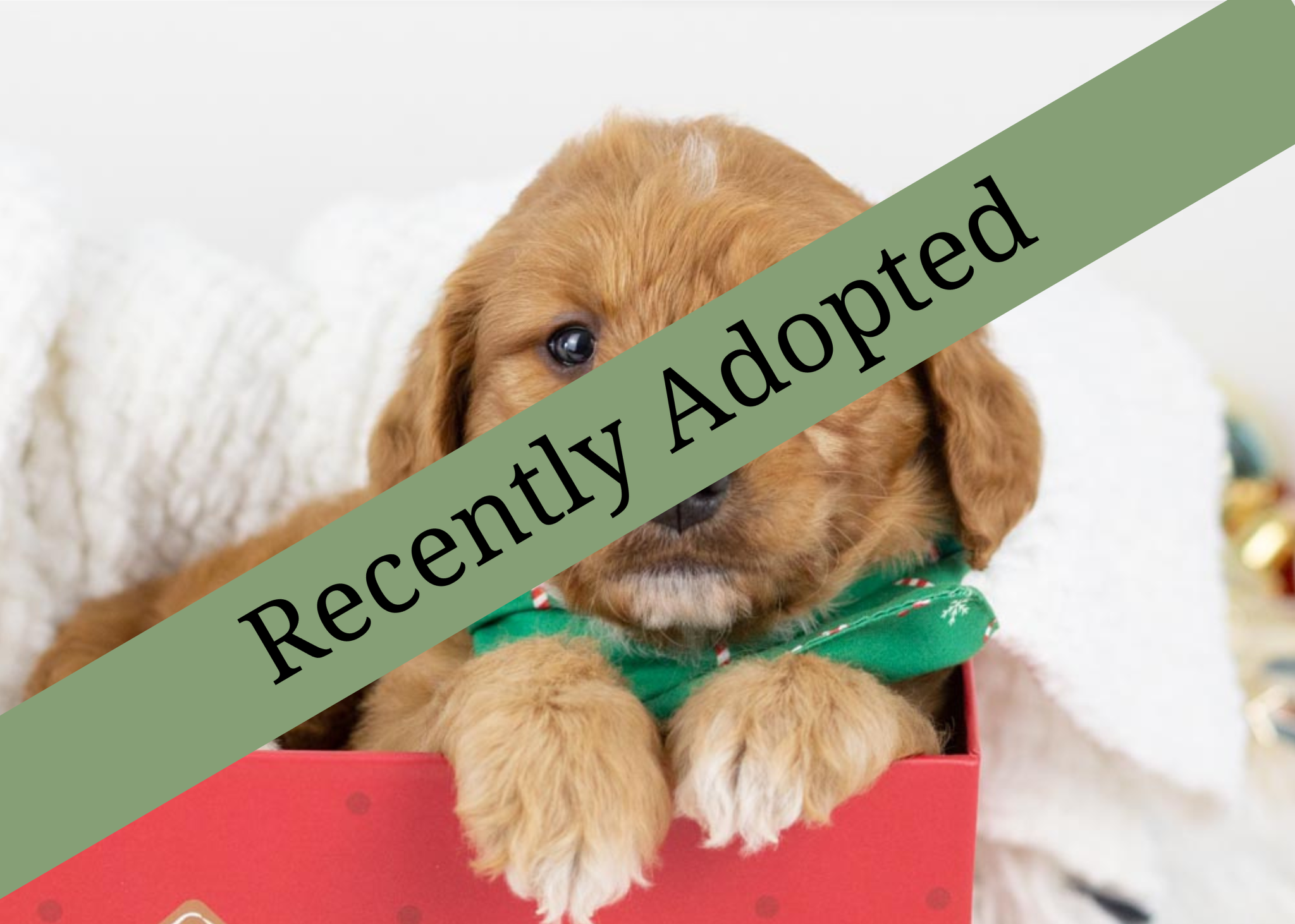 goldendoodle for sale