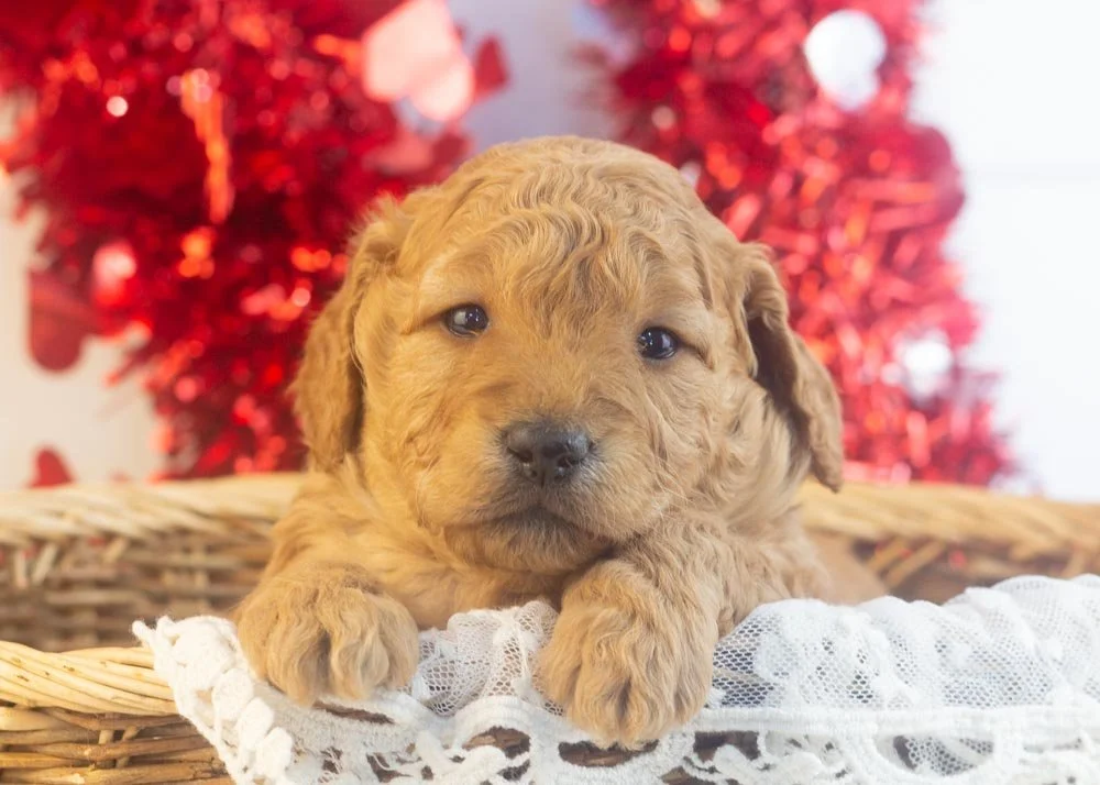 goldendoodle for sale