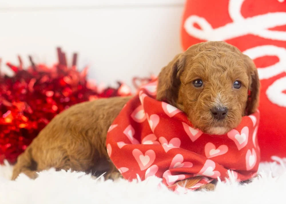 Ford goldendoodle for sale(2).jpg
