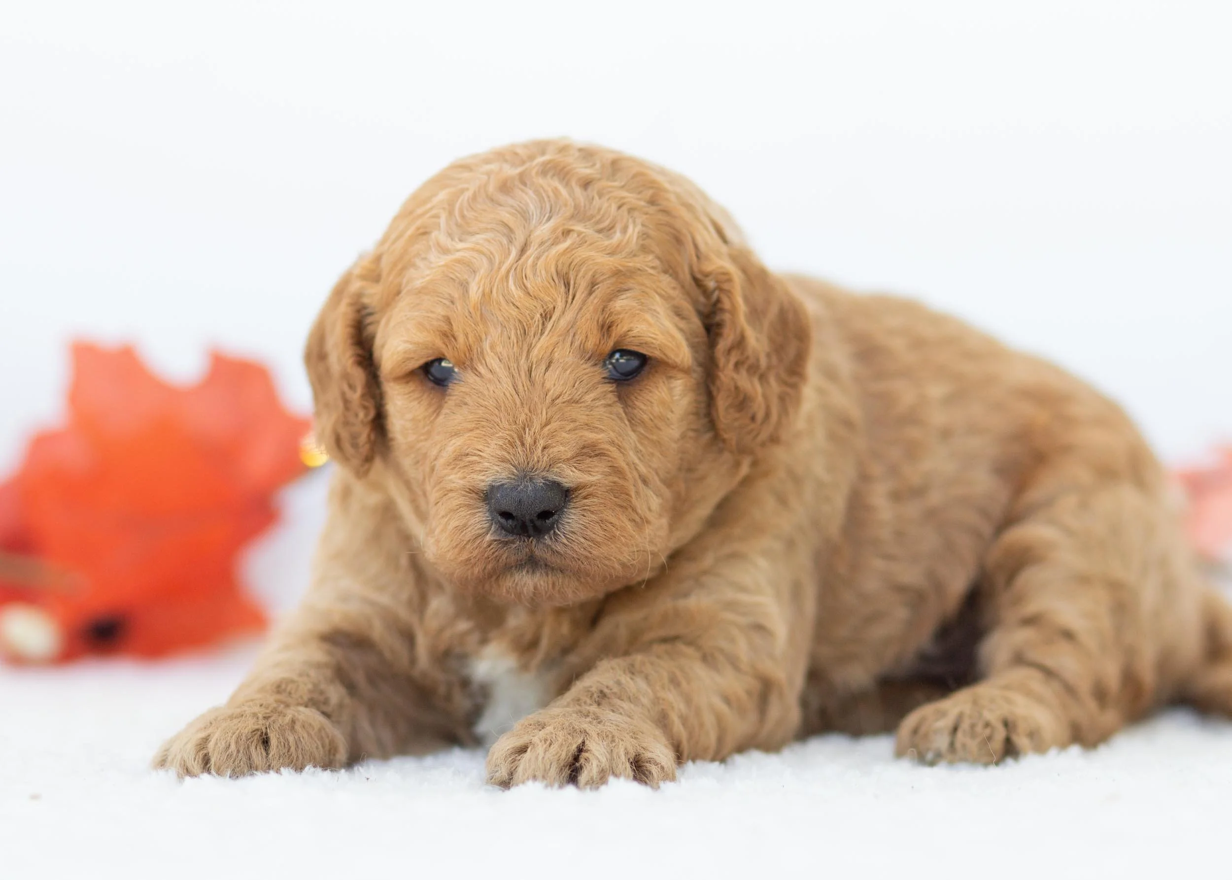 Mango goldendoodle for sale(1).jpg
