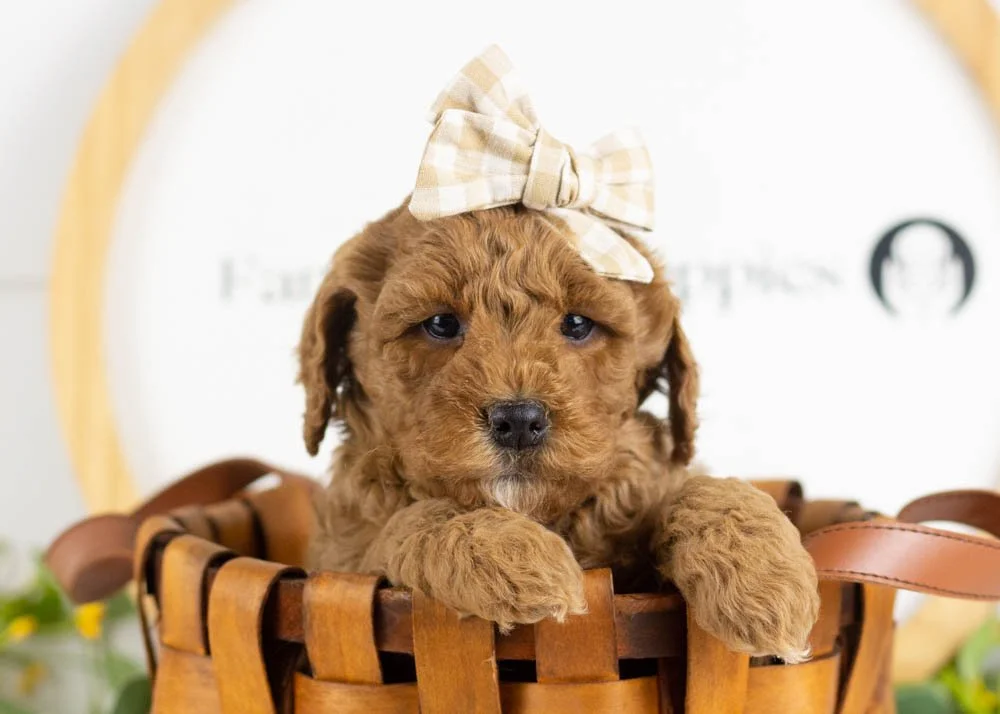 goldendoodle for sale