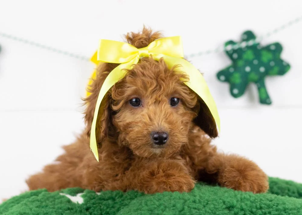 Jamie goldendoodle for sale.jpg