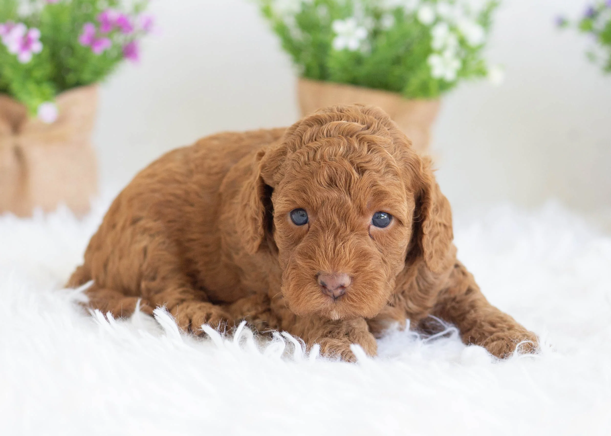 Zola Goldendoodle For Sale(2).jpg