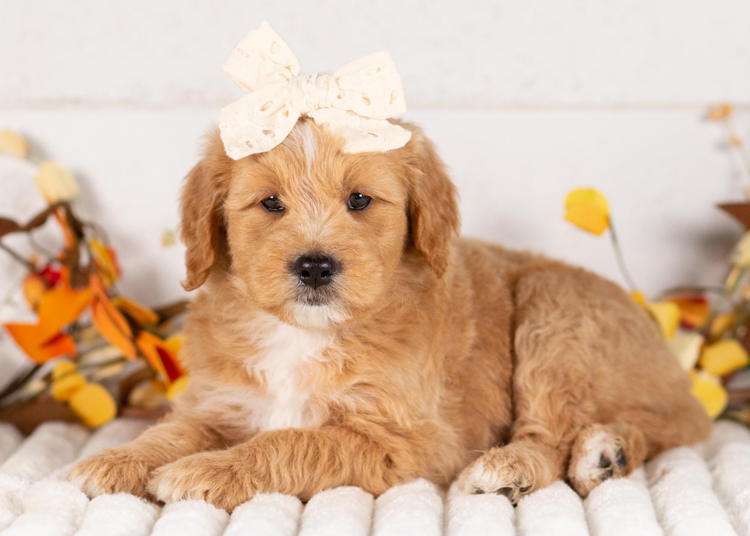 Willow goldendoodle for sale(1).jpg