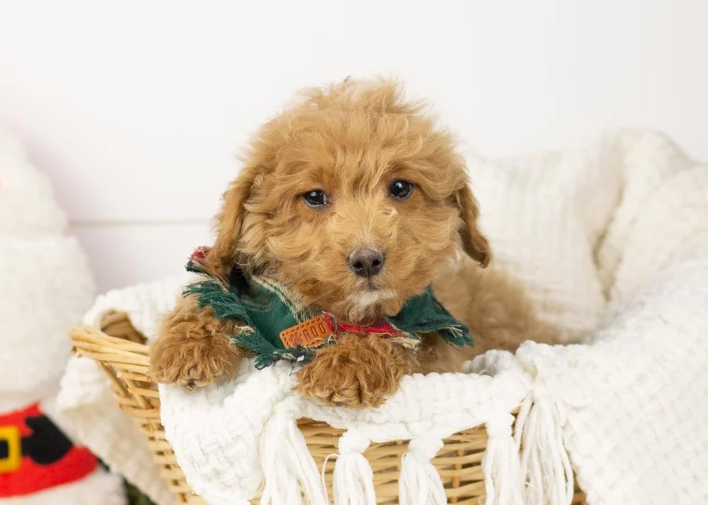 goldendoodle for sale