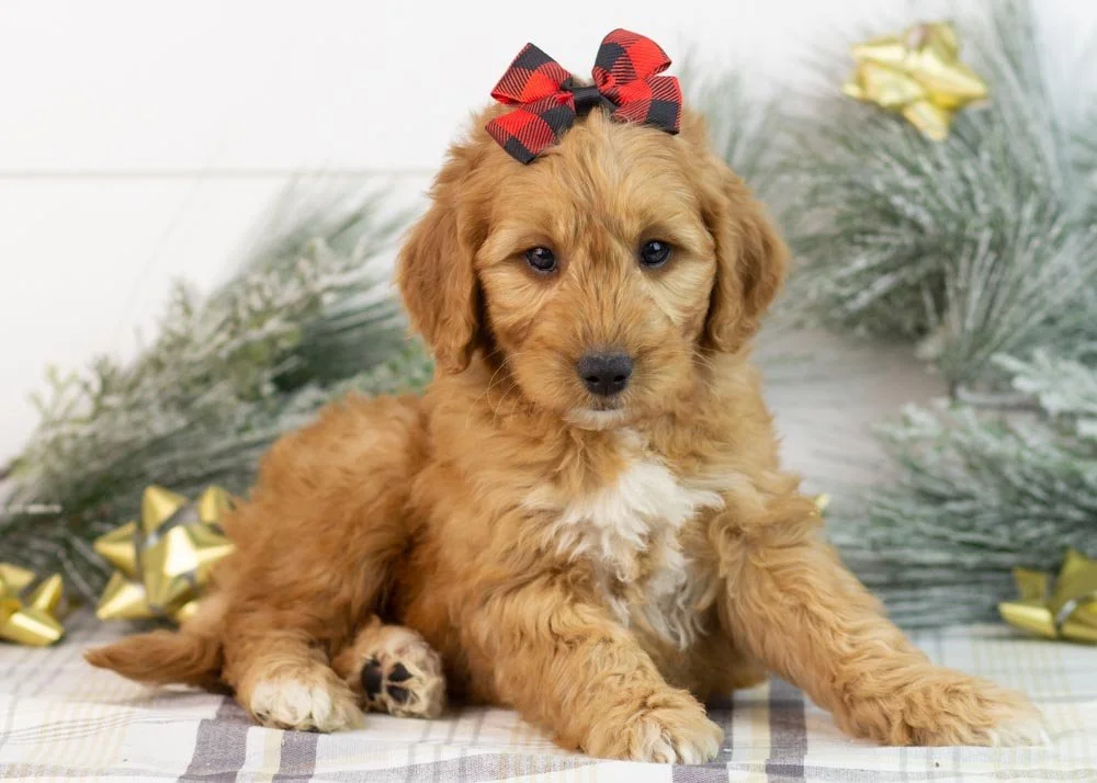 Pistachio goldendoodle for sale.jpg