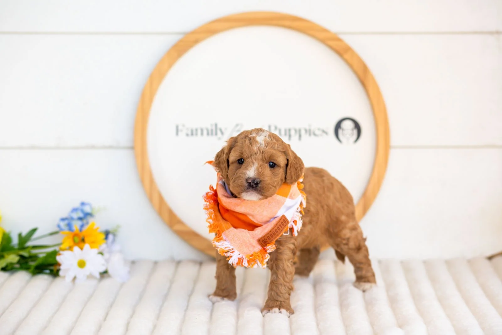 Bates goldendoodle for sale.jpg
