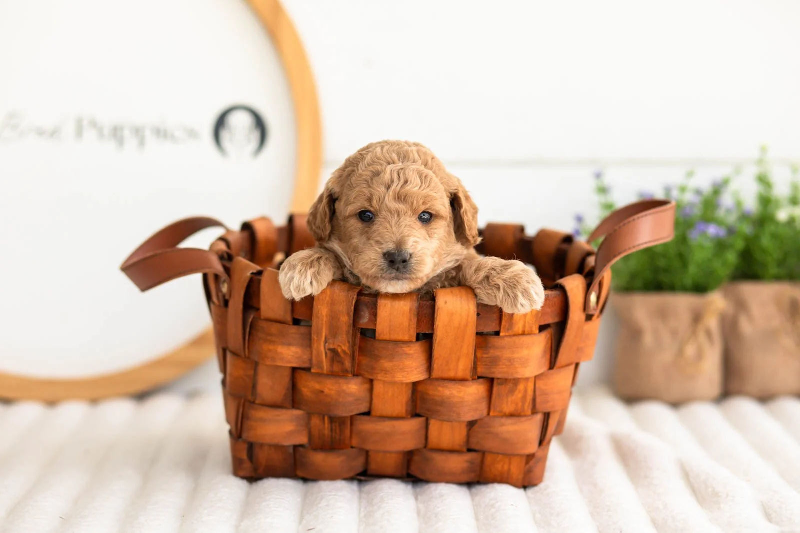 Fin goldendoodle for sale(4).jpg