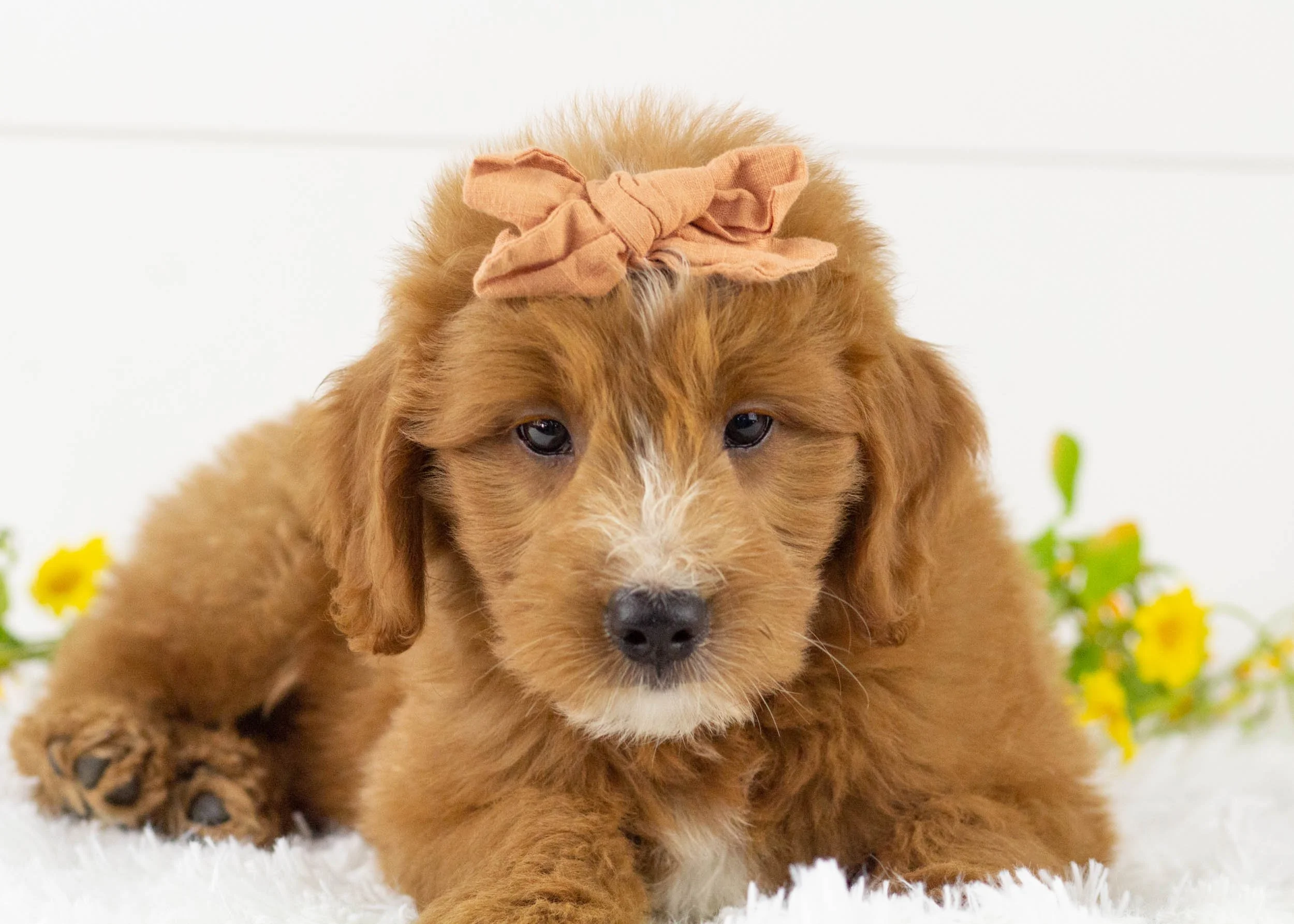 Waffles goldendoodle for sale(1).jpg